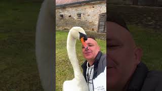 This man rescued a swan that was trapped and then swan birds short [upl. by Erbma]