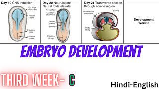 Third week of development in embryonic period of life Part C [upl. by Manvell]