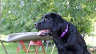 Labrador Retriever Puppys First Day at our Kennel [upl. by Niveb]