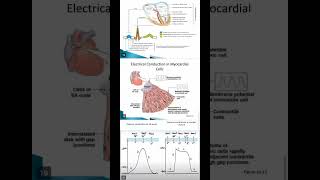 Antianginal Drug  Pharmacology 2  Bpharmacy 5th Sempharmacology shortsviralshortsytshorts [upl. by Barnett]