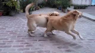 Dog barking Labrador [upl. by Maloney]