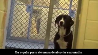 Reação de um cachorro ao ser adotado [upl. by Evin]