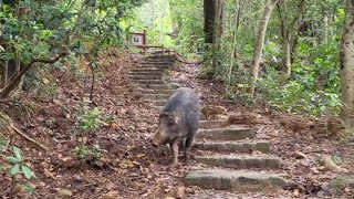 Awesome Wild Boar in the forest 🐗 cute piglets hiking adventure [upl. by Adal]