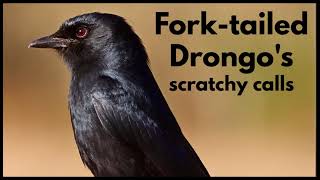 FORKTAILED DRONGO singing its harsh scratchy song [upl. by Drofnelg]