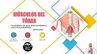 Anatomía  Músculos del Tórax Cintura Pectoral y Costales Origen Inserción [upl. by Una711]