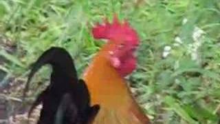 Red Junglefowl in Singapore  Feeding [upl. by Cordle442]