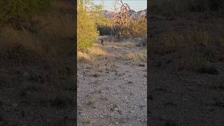 Tracking a Javelina [upl. by Ardyaf]