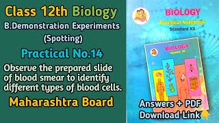 12th Biology Practical No14 Spotting Observe the prepared slide of blood smear  MH Board [upl. by Aratihc330]