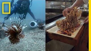 How Eating Venomous Lionfish Helps the Environment  National Geographic [upl. by Aleahs540]