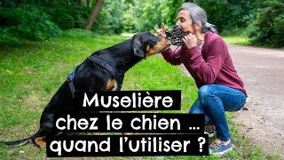 Muselière chez le chien … quand l’utiliser  🐶 [upl. by Samanthia]