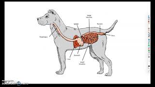 Monogastric Digestive System [upl. by Villada989]