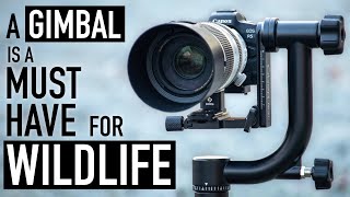 Why You Need a Gimbal Head for Wildlife Photography [upl. by Notnroht]