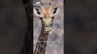 What Happens Before Giraffes Mate You Wont Believe It breakingfacts giraffe [upl. by Adnamas]