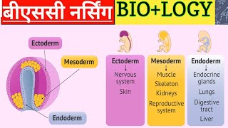 Biology Ectoderm Mesoderm Endoderm  Biology Classes Bsc Nursing [upl. by Melmon]