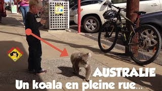 AUSTRALIE  5 VIDEOS A VISIONNER ABSOLUMENT [upl. by Assirk]