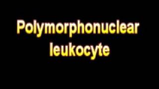 What Is The Definition Of Polymorphonuclear leukocyte Medical School Terminology Dictionary [upl. by Reede597]