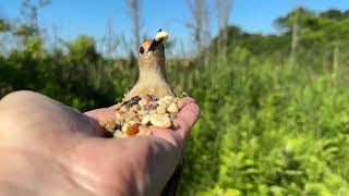 Handfeeding Birds in Slow Mo  Redbellied Woodpeckers Redwinged Blackbird [upl. by Cob]