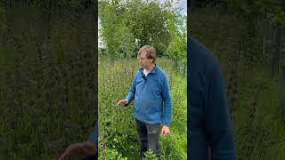 The benefits of nettles in an orchard [upl. by Calista]