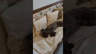 Lagotto Romagnolo è lunica razza al mondo specializzata nella cerca del tartufo trufflehunting [upl. by Arannahs130]