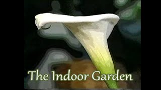 How to Nurture a Calla Lily Indoors Zantedeschia aethiopica [upl. by Kelsi]