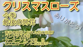 Flower756バルコニーampガーデン 20240511今週の変化はクリスマスローズの最後の花、ミニ薔薇の開花始、クレマチスの蕾、薔薇達の沢山の蕾と開花、ヒロコガーデンで花泥棒にあってしまった。 [upl. by Nyliuqcaj]