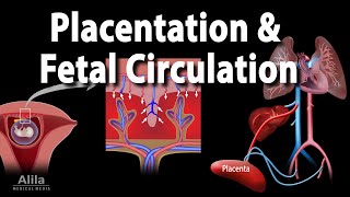 Embryology Development of the Placenta and Fetal Circulation Animation [upl. by Konstance]