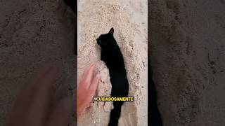 estaba jugando en la playa hasta que apareció este gato appeared ❤️ [upl. by Narok258]