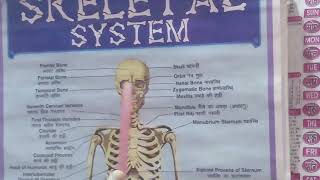 Explanation of Skeletal System part 1 [upl. by Nalehp514]