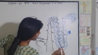 सबसे आसान  Nephron Diagram Drawing  Class 10 science 🔥Chapter 6 Life Processes 🔥newvideo bio 🔥 [upl. by Nnyl]