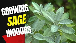 Growing Sage Indoors A Beginners Guide to Growing Sage Indoors [upl. by Arata]