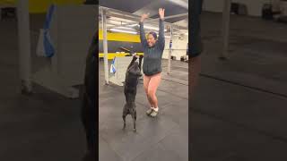 A cute dog doing amazing tricks with his owner [upl. by Natsyrt242]