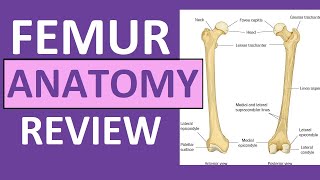 Femur Bone Anatomy Lecture and Landmark Markings [upl. by Chelsey]