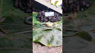 blackturmeric Kalihaldi karuppumanjal Karumanjal Nallapasupu blueturmeric plant 9325837843 [upl. by Peednas310]