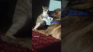 ഉപദ്രവിക്കാൻ പറഞ്ഞ് വിട്ടതാണോ നിന്നേ cat dog love care noughty funny video thakkalimedia [upl. by Hillhouse114]