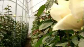 Quito Inor Flowers video empresarial 3 [upl. by Pimbley]