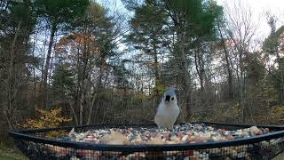 Tufted Titmice and more [upl. by Fast855]