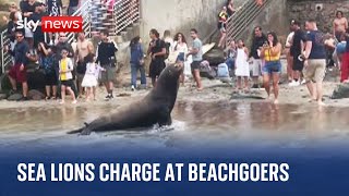 California Sea lions charge towards beachgoers at La Jolla Cove [upl. by Asiar]