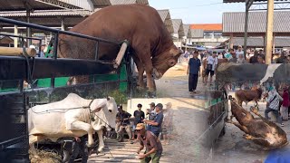 KUMPULAN SAPI NGAMUK TURUN DARI TRUK SUPER LUCU SAMPE NGAKAK‼️🔥🔥🔥 [upl. by Constant]