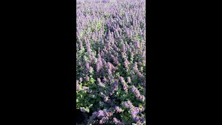 Purple Haze Catmint [upl. by Fredette993]