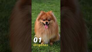 Orígenes de la raza pomerania perrosalegres [upl. by Leahcimdivad]