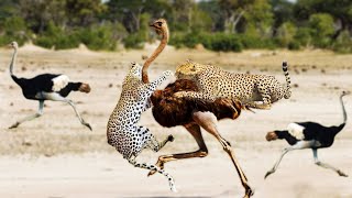 Cheetah Vs Ostrich In A Big Fights Who Will Win [upl. by Lyn]