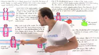 Insulin Signal Transduction Pathway [upl. by Olivie]