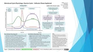 Female Reproductive Anatomy and Ovarian Cycle [upl. by Nnaed860]