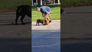 FRENCHY basketball wilinwithwiley cute frenchie basketball stealtheshow [upl. by Kai]