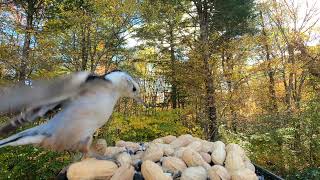 Tufted Titmice Whitebreasted Nuthatch [upl. by Anael930]