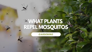 What Plants Repel Mosquitos [upl. by Maclay]