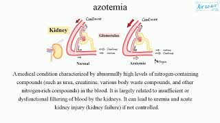 azotemia [upl. by Aerdnac427]