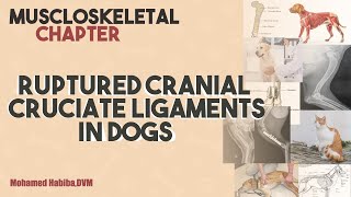 Cranial cruciate ligament rupture lecture 4  CCL [upl. by Eilac]