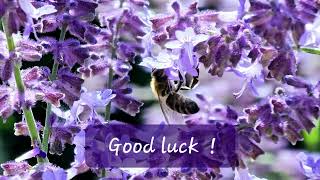 Good luck [upl. by Patrica]