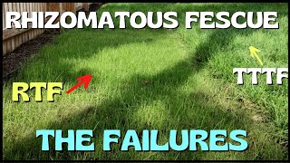 RTF Rhizomatous Tall Fescue  Update  Not Looking Good [upl. by Anyl]